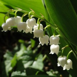Openingsuren mei Openingsuren mei